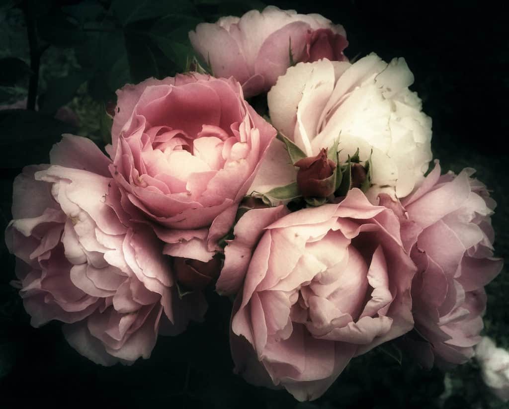 picture of flowers used when creating thoughtful miscarriage gifts